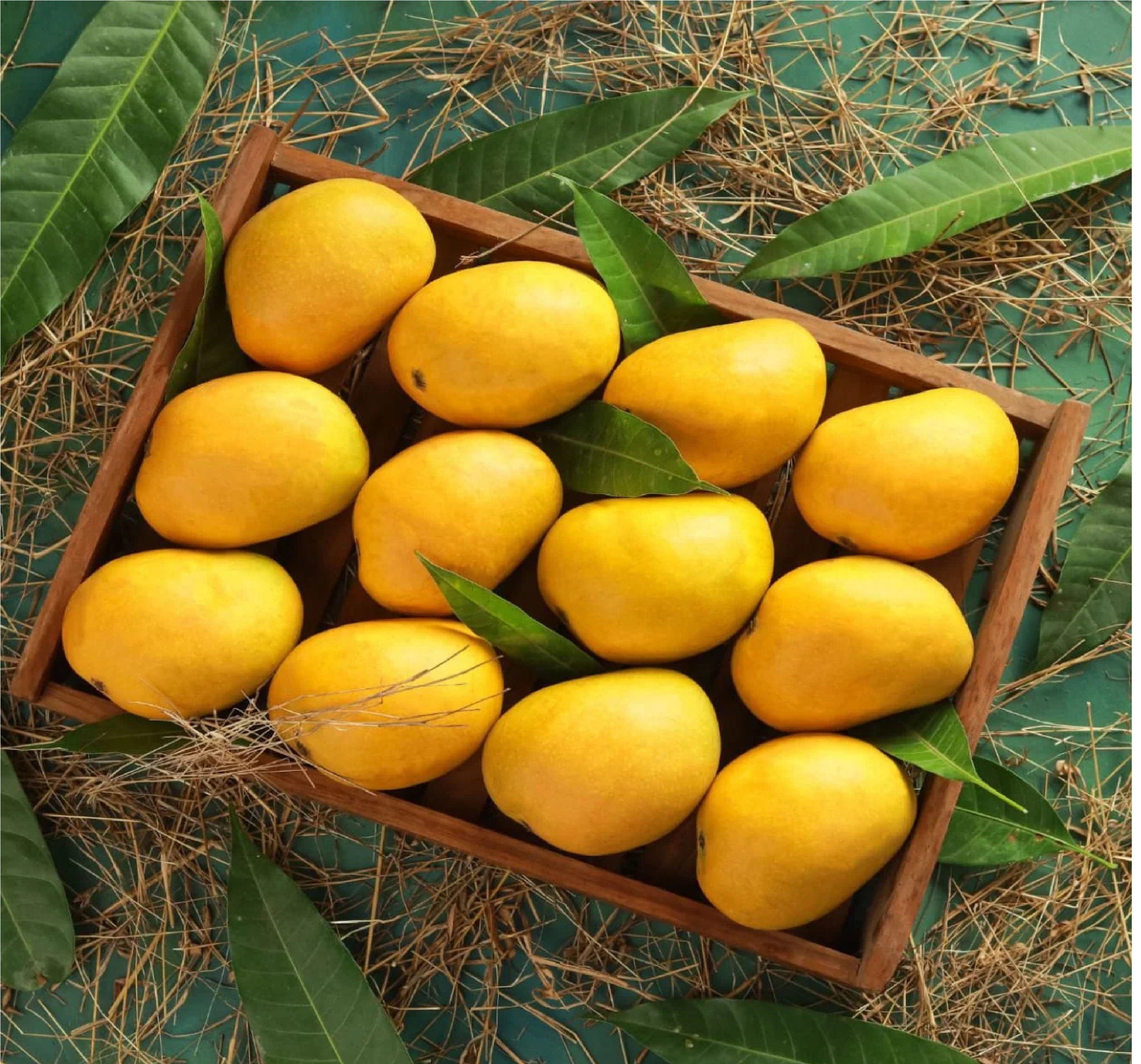 Alphonso Mangoes-12pcs