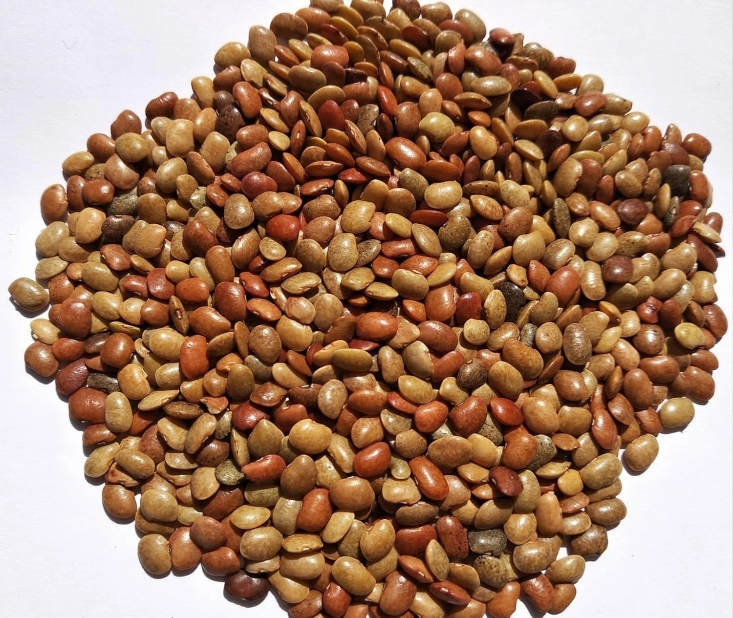 Horse Gram Kulith