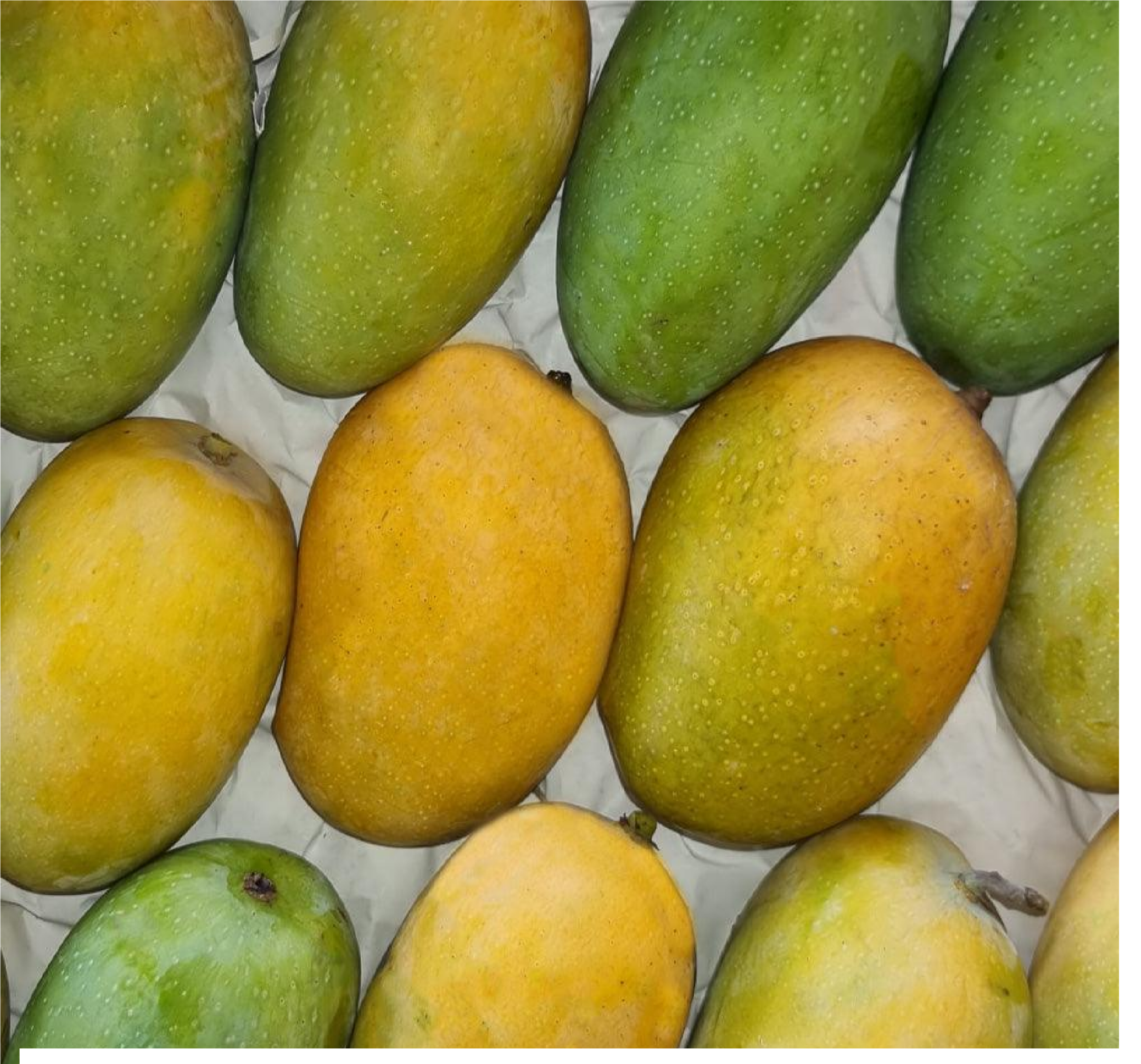 Mango Kesar