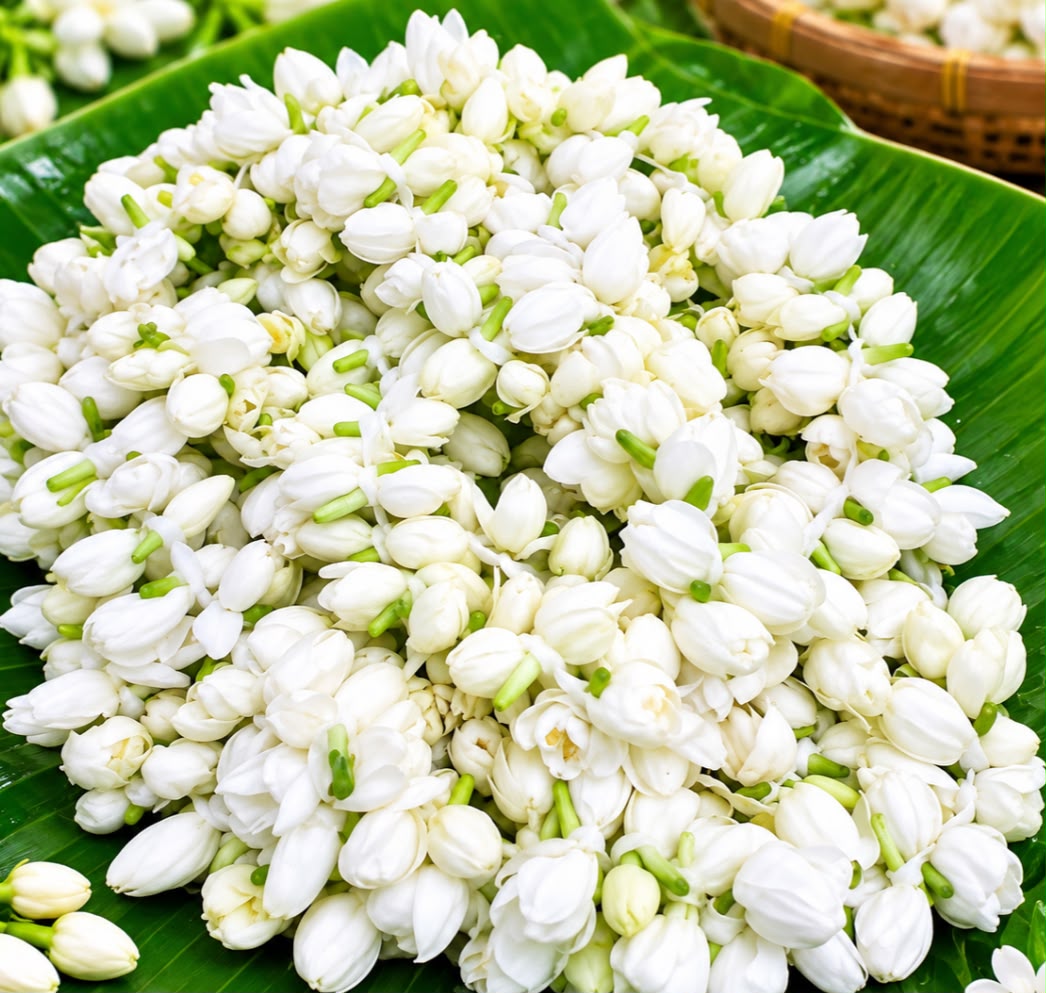Mogra flower