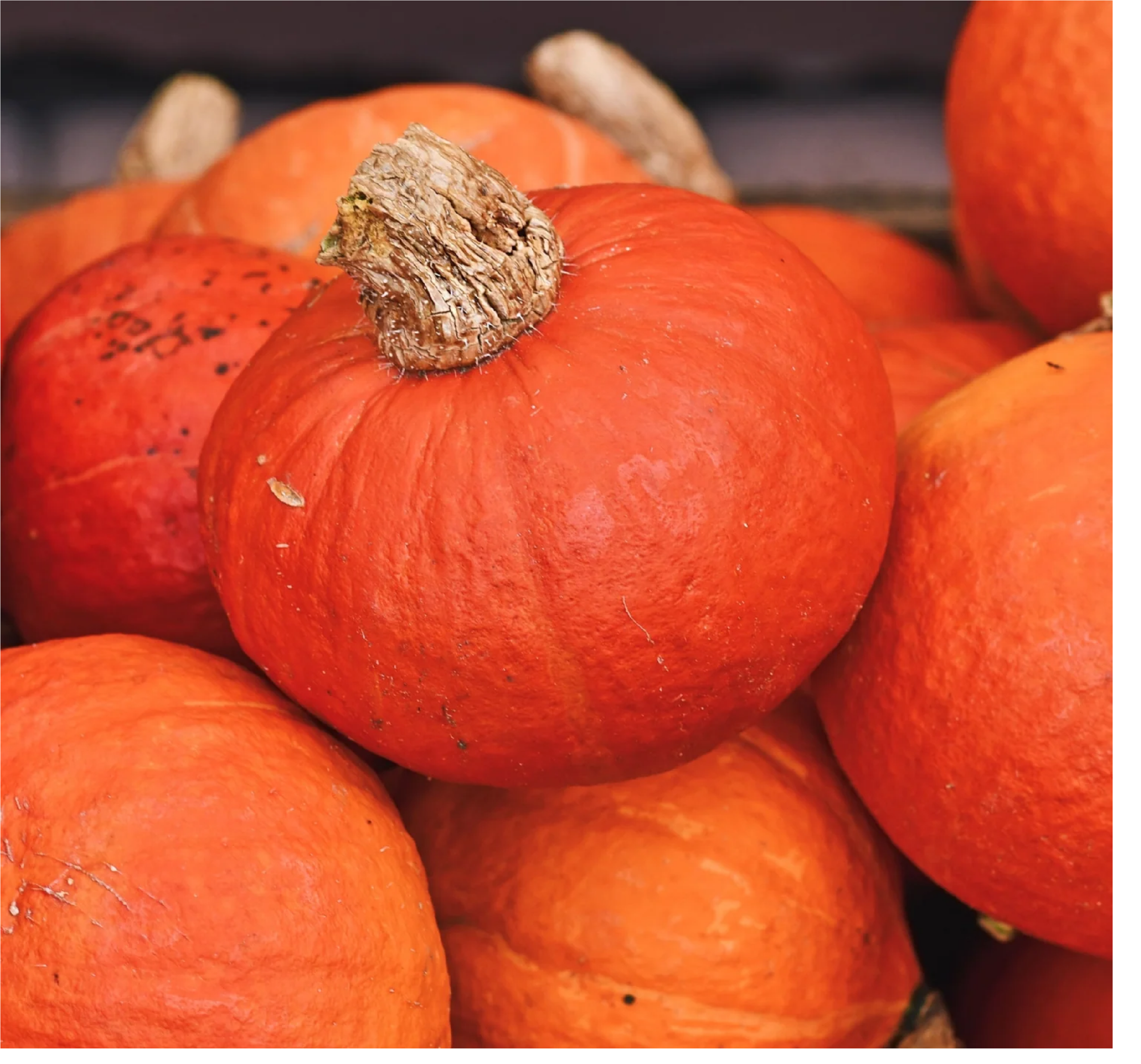Red Pumpkin